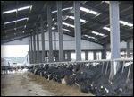 Large Slatted House